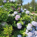 남개동농장 | 서귀포 수국 명소 답다니수국밭 혼인지 안덕면사무소