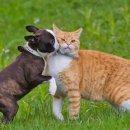 작은 친구 동물병원 이미지