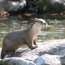 화천군수달연구센터 이미지