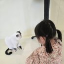 고양이 행복구역 이미지