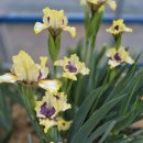 아이리스 이미지