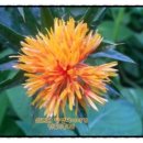 홍화민박 이미지