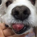 콩닥 동물병원 이미지