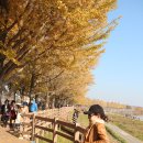 곡교천 은행나무길 이미지