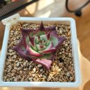 우혁농장 | [다육이키우기] 우혁이네다육농장 명품창 마왕, 제이드스타 구매!