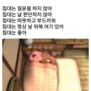 홍시야
