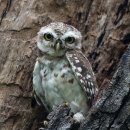 점박이올빼미 [Spotted owlet, 아테네 브라마 (Athene brama)] 이미지