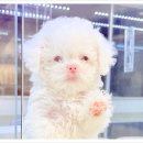 비비퍼피 강아지분양 일산점 | 일산 강아지 분양 하기 좋은 곳/비비퍼피 강아지분양 일산점 추천^^