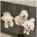 애견친구 | 부산애견유치원 강아지 친구도 좋아하는 부산 애견호텔 후기