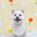 가야동물병원 | 광주 두암동 애견미용 잘하는곳 가성비 있는 가격의 가야동물병원 (단골후기)