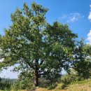 상수리PC 이미지