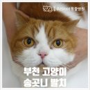중동 우리아이 동물병원 이미지
