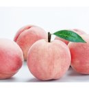 핑크홀리