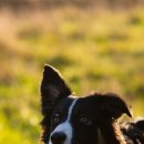 지리산 보더콜리 이미지