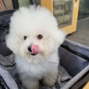 강아지정원 이미지