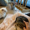 집사의 하루 일산점 | 유기묘 후원 고양이 카페 일산 집사의 하루 후기