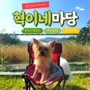 4363 | 대전 근교 강아지 산책 / 마당대여, 옥천 '혁이네 마당'