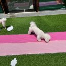 맑은오늘 애견유치원&호텔 이미지