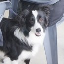 (주)한국반려동물아카데미 이미지