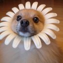 꽃개 Daum카페