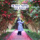 허브내음 | 3월 제주도 가볼만한곳 제주 허브동산 입장료 할인 봄꽃구경