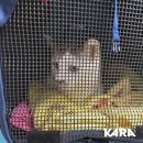 카라동물병원 이미지