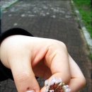 해바라기 하나 이미지