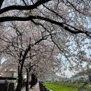 광탄경매시장 | 파주 벚꽃명소 광탄 분수천 파주에서 가장 예쁜 벚꽃길