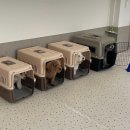 모모댕댕 이미지