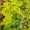 수아농장 이미지