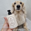 그린동물병원 | 동물병원입점강아지샴푸 추천 브니펫 벨벳캄 순한 강아지샴푸 솔직 사용 후기