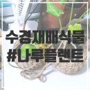 가행나무 이미지