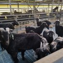 햇살 염소농장 이미지