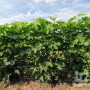 대불하수처리장 이미지