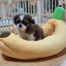 문경여객자동차(주) | 문경 상주 애견훈련소 강아지 방문교육 찾으실 때 꼭 알아야 할 사항