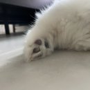 오씨오씨 이미지