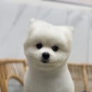 여수죽림동물병원 애견미용실 이미지