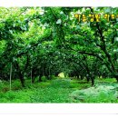 사과밭펜션 이미지