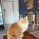 펫츠베이 제주노형점 | 제주 노형 고양이카페 " 더펫츠 " 다녀왔다