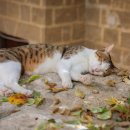 남성농장 이미지