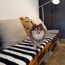 분홍강아지 이미지