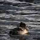 을-150 | [한달 사용 후기] 탐조용 캐논R7 + 시그마 150-600mm C