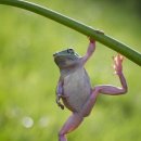 청개구리 이미지