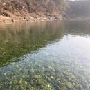 관음송 | 왕과사는남자 영월 혼자 여행 가볼만한 곳 단종 유배지 청령포 방문 후기 | 비용, 영택시