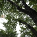 양평포레스트펜션 이미지