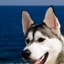 우성동물병원 이미지