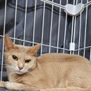 동물보육원 대전서구갈마지부 이미지