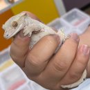 화신로 | 소동물 전문 분양 멀티샵 | 로던트 클럽 직접 다녀온 후기 (이색동물 총집합)