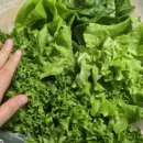 맘보농장 | 야채 신선하게 오래 보관하는 법 |쿠팡샐러드추천 | 저당 다이어트 식단 | 무농약 유러피안 채소...