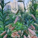 바비스 이미지